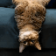 UpSideDownCat logo