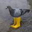 Pigeon In Yellow Boots logo