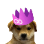 DogWif2.0 logo