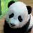 GUANGZHOU ZOO NEW BABY PANDA logo