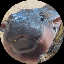 Moo Deng logo