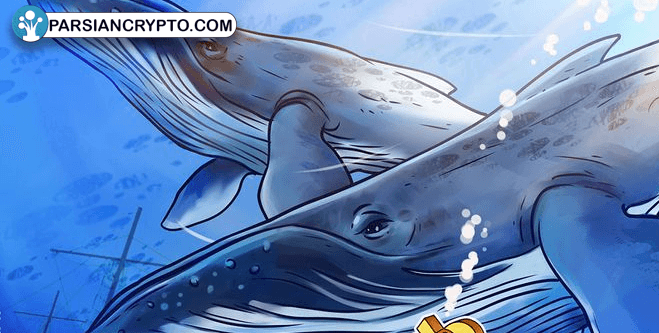 آیا نهنگ‌های بیت کوین می‌توانند جلوی سقوط قیمت بیت کوین زیر ۹۰ هزار دلار را بگیرند؟ عکس