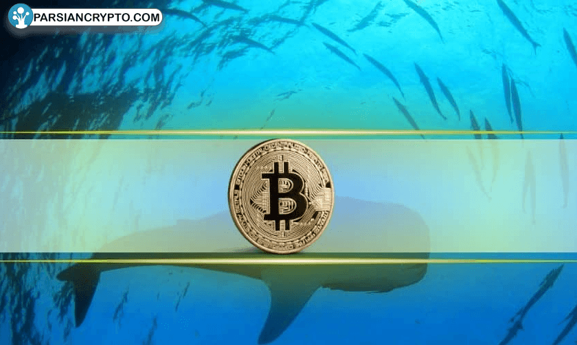 نهنگ‌های بیت کوین دوباره در حرکت؛ ۲۰۰ هزار BTC جدید در سبدشان! عکس