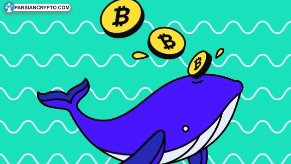 نهنگ‌ها در تکاپوی خرید آلت‌کوین‌ها؛ آماده جهش قیمتی باشید! عکس