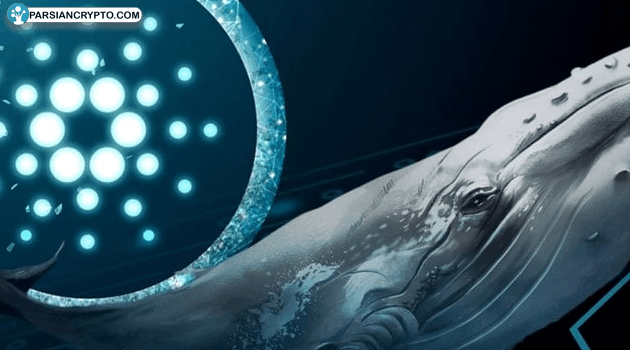 کاردانو در مسیر اوج؛ تراکنش‌های زنجیره‌ای بیت کوین بی‌سابقه! عکس