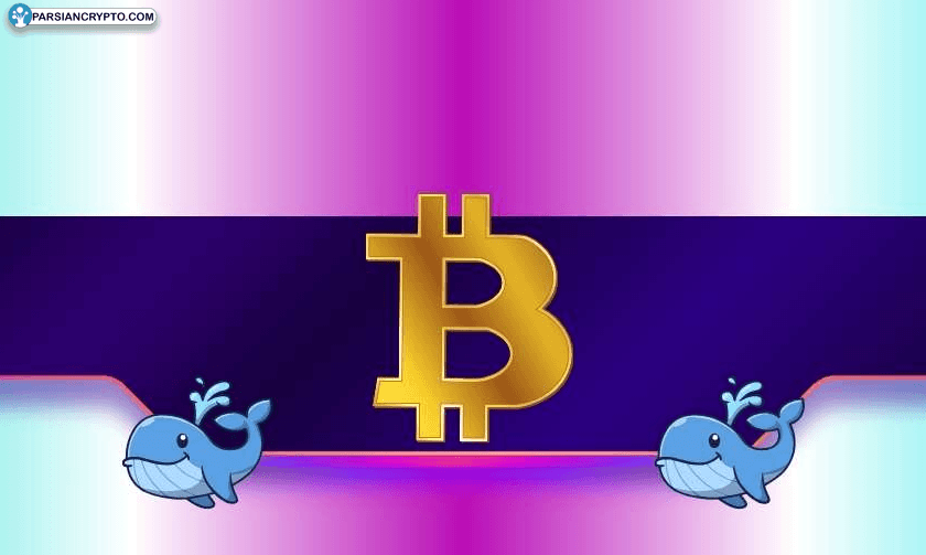 آیا خرید سنگین ۲۰,۰۰۰ بیت کوین توسط نهنگ‌ها قیمت را صعودی می‌کند؟ عکس