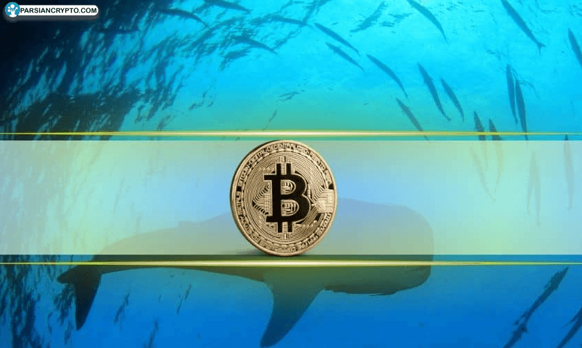 بیت کوین در مسیر انباشت نهنگ‌ها؛ فرصتی دوباره برای ورود در سال ۲۰۲۴! عکس