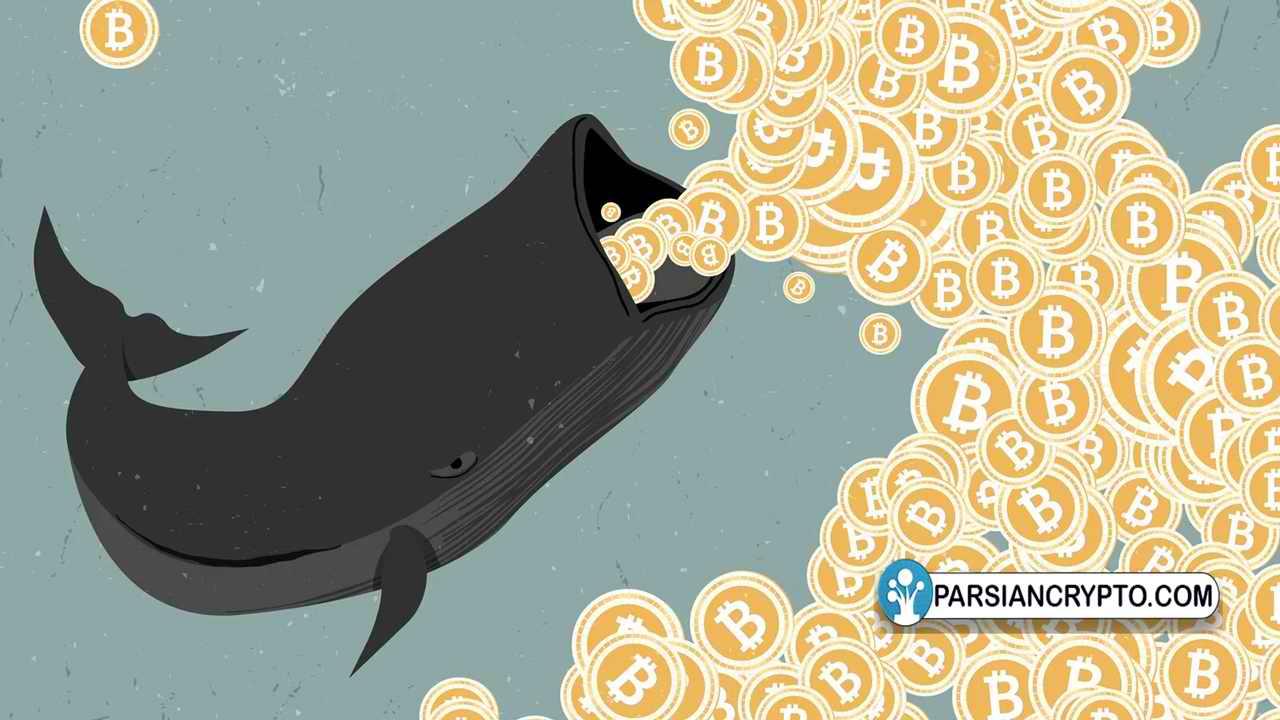نهنگ ‌های بیت کوین در ۵ روز نزدیک ۶۰ میلیون دلار جابجا کردند؛ نهنگ ‌های ارز دیجیتال آرام و قرار ندارند عکس
