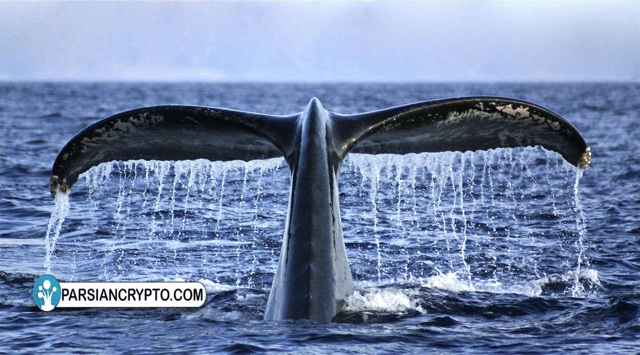 نهنگ‌های بیت کوین طی ۷ هفته اخیر ۴٫۷ میلیون دلار بیت کوین انباشته‌اند عکس