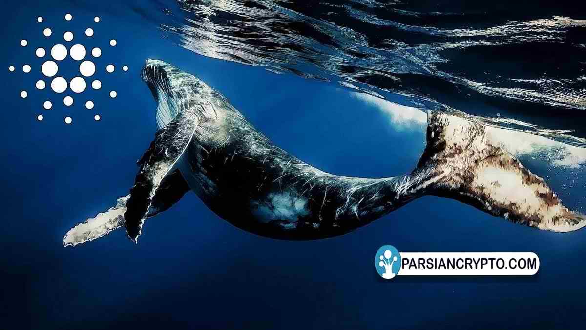 ارز دیجیتال کاردانو با وجود فعالیت بالای کوسهها و نهنگها همچنان در وضعیت قرمز عکس
