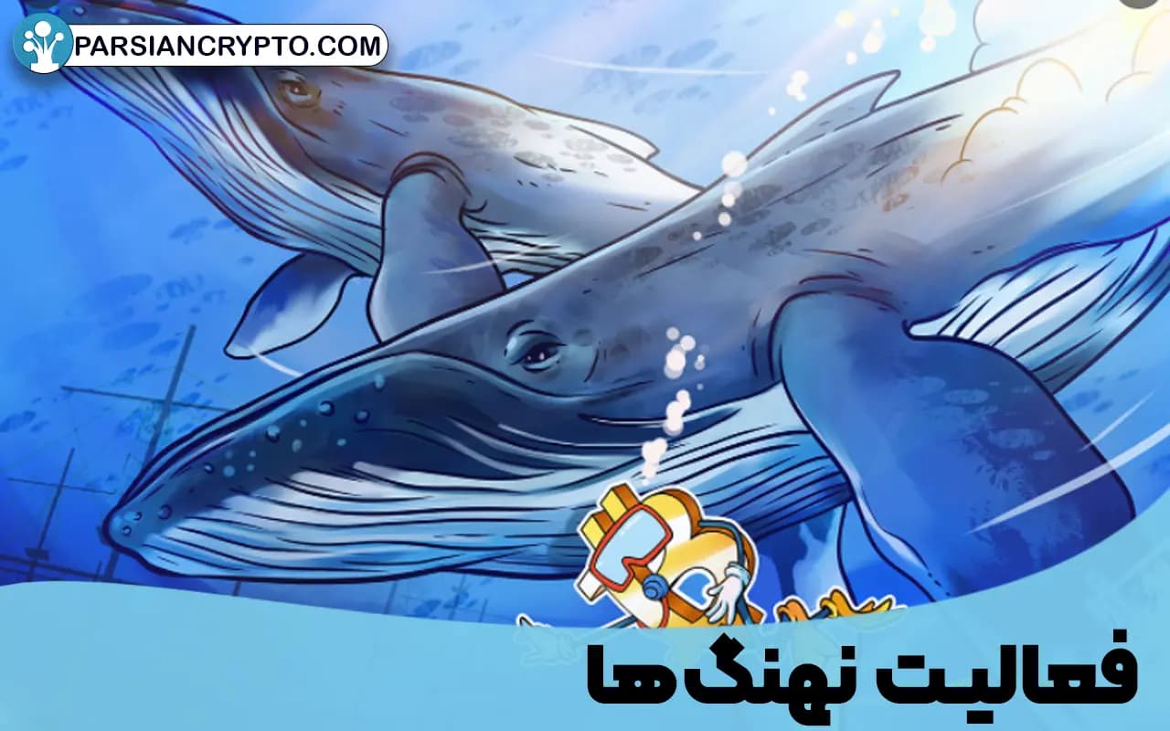 فعالیت نهنگها