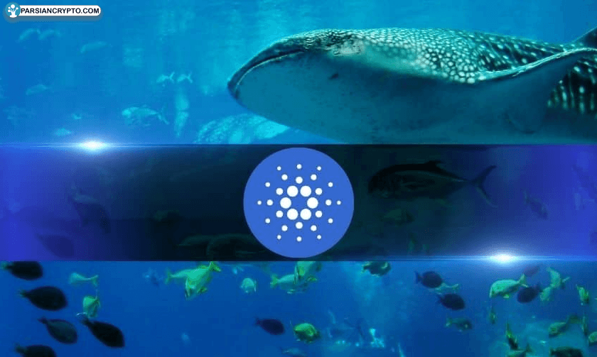 اتریوم و کاردانو؛ نهنگها در حال خرید، خردهفروشان جا ماندهاند! عکس